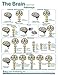 Brain Anatomical Chart