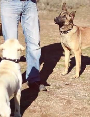 Vídeo Curso: Curso de adiestramiento canino: Amazon.es: Deportes y ...