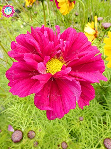 Amazoncom 100pcs Rare Bonsai Double Cosmos Flower Seeds