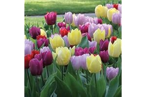 Lavender Lemonade Triumph Tulip Bulb Mix - Purple and Yellow - 14-Pack - Plant in Gardens, Borders & Flowerbeds - Bulb Size 10/12cm - Easy to Grow Fall Flowers Bulbs by Willard & May