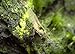 Aquatic Arts 5 Live Amano Shrimp (Caridina multidentata, aka Yamato Shrimp) - 1/2 to 1 1/2 inch Long Adult! Better Than Ghost Shrimp! Best Algae Eating Shrimp in The World