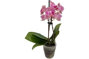 HIRT'S GARDENS Surprise Moth Orchid Plant - Phalaenopsis - 2" Pot - Easy House Plant