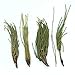 250g (0.55LB) Pure Raw Natural Ephedra Sinica Tea Ma Huang Herbal Tea Health Care Aging Herbal Tea Botanical Tea Herbs Tea Green Tea Raw Tea Sheng cha Green Food Health Tea Chinese Tea