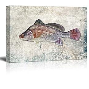 Multicolor Freshwater Drum Fish Illustrated on a Textured Background