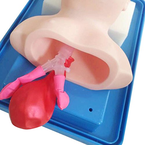 Enshey Tracheal Intubation Training Simulator Model Advanced Infant Tracheal Intubation Teach Training Nurse Lab Airway Management Trainer Intubation Manikin