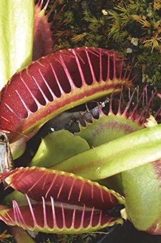 Dionaea Muscipula aka Venus Flytrap Plant Journal: 150 page lined notebook/diary
