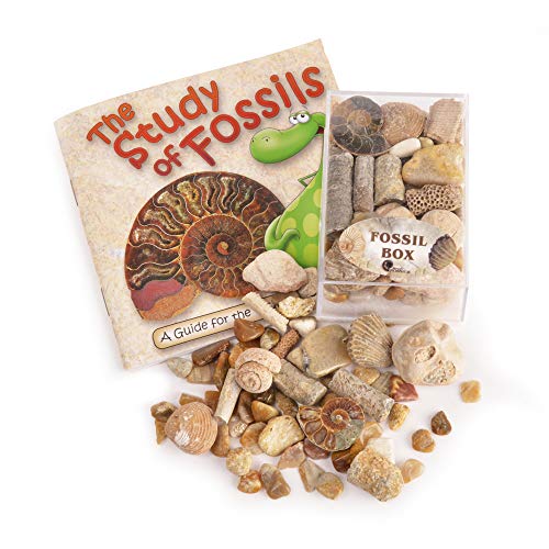 Fossil Box with Study of Fossils Booklet by Fossil Gift Shop