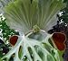 Platycerium superbum - Giant Staghorn fern - 10 seeds