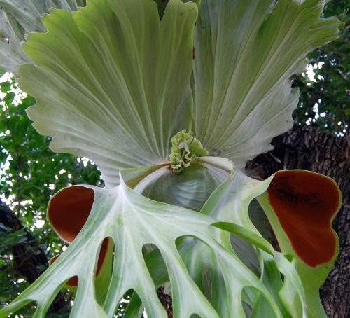 Platycerium superbum - Giant Staghorn fern - 10 seeds