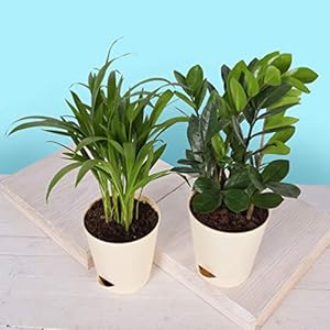 Ugaoo Air Purifier Indoor Plants for Home with Pots- Areca Palm & ZZ Plant
