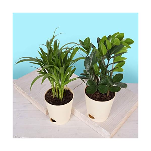 Ugaoo Air Purifier Indoor Plants for Home with Pots- Areca Palm & ZZ Plant