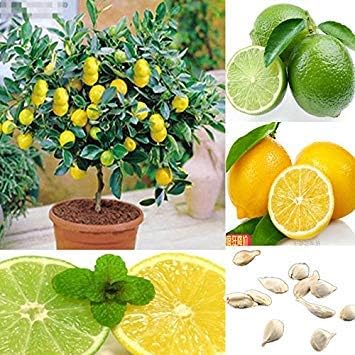 FARMERLY Seeds Package: Germination Seeds PLATFIRM-10pcs Rare Lemon Seed Seeds Garden Fruit Seeds Seed Indoor Outdoor Available