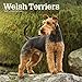 Welsh Terriers 2020 12 x 12 Inch Monthly Square Wall Calendar, Animals Dog Breeds Terriers by