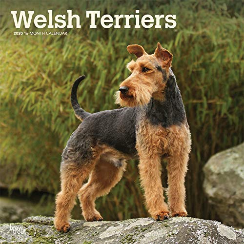 Welsh Terriers 2020 12 x 12 Inch Monthly Square Wall Calendar, Animals Dog Breeds Terriers by