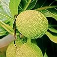 DESBEBE Live Plant - 1 Big Breadfruit (Artocarpus altilis) Tropical Fruit Live Tree 36”-48”