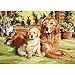 Reeves Large Acrylic Painting By Numbers - Dog World