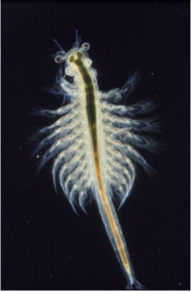 Live Brine Shrimp 500ml Amazon.co.uk Pet Supplies