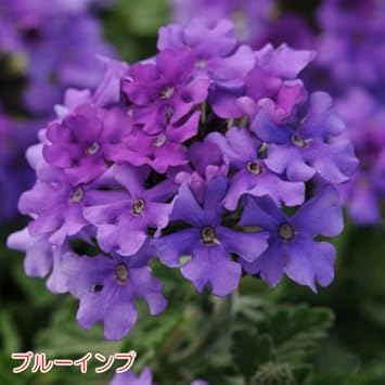 Amazon バーベナ エンデュラスケープ ブルーインプ 9cmポット苗 宿根草 広がる 鉢花 寄せ植えに 花