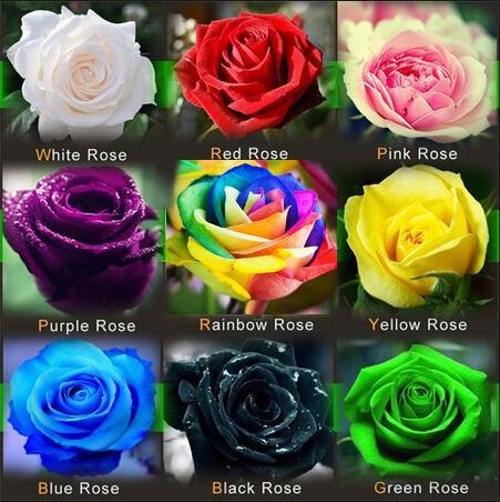 Hot Sale! 120PCS Flower Seed Holland Rose Seed Lover Gift Orange Green Rainbow RARE 23 Color To Choo