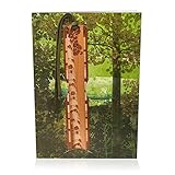 Greeting Card with Aspen Tree Forest Combined with