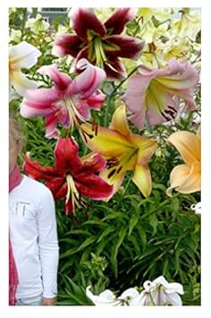 40x Original Baumlilien Mischung-Lilie Riesen F1 Zwiebeln Knollen K-ZK1