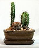 Arizona Cactus Garden - Glazed Pot - Great Gift - Easy to grow!