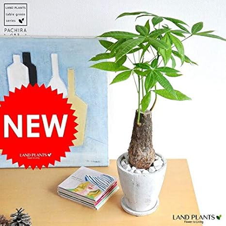 Amazon Land Plants 観葉植物 パキラ 幹太タイプ 白色 アンティーク風 陶器 幹太パキラ 発財樹 人工観葉植物 オンライン通販