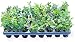 10 Blueberry bush plants 3" to 6" plus  500ct blueberry seeds primary