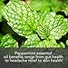 Peppermint Essential Oil, 100% Pure and Undiluted, Therapeutic Grade Aromatherapy Oil for Diffuser, Relaxation, Repel Mice & Mosquitos by Pure Body Naturals, 1 fl. oz.