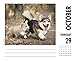 Just Corgis 2020 Box Calendar (Dog Breed Calendar)