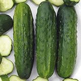 Sassy Hybrid Cucumbers