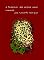 Livro A Travessia das Araras Azuis
