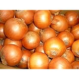 北海道産　　玉ねぎ　Sサイズ　20ｋｇ