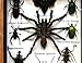 REAL MIXS VERY RARE INSECT TAXIDERMY SET IN BOXES DISPLAY FOR COLLECTIBLES