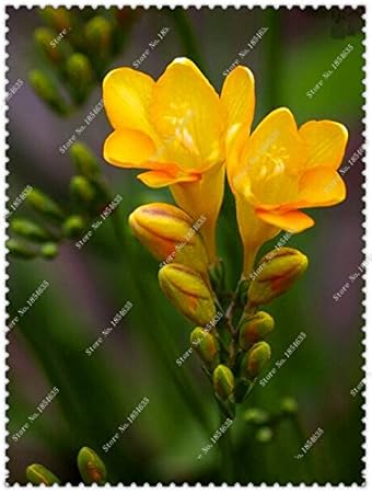 Amazon 0ピース バッグフリージア種子鉢植えフリージアの花の種子品種完了 盆栽植物ホームガーデン 花