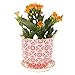 CHIVE ‘Liberte’ Ceramic Succulent Pots — Set of 3 — Cute Vintage Farmhouse Style Planters for Indoor Plants — Beautiful Home & Kitchen Decor — Yellow, Blue & Red (Mix 3)