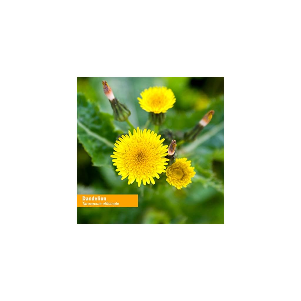 Herb Pharm Certified Organic Dandelion Liquid Extract for Cleansing and