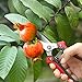 WYF Pruning Scissors, Professional Garden Shears – Straight Stainless Steel Blades – Sharp Gardening Hand Pruner for Garden Harvesting Fruits, Vegetables, Trimming Flowers and Plants, 8.1IN(Red)thumb 2