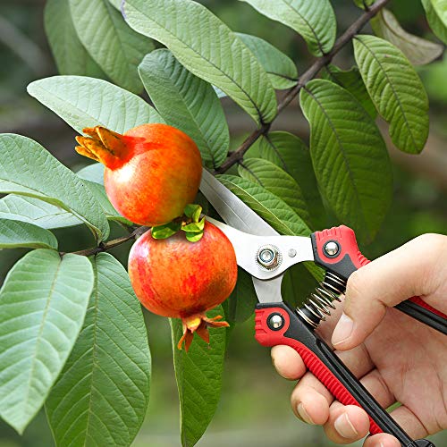 WYF 8.1″Gardening Hand Pruner Pruning Shear with Straight Stainless Steel Blades,Ultra Sharp Multi-Purpose Scissors for Garden Harvesting Fruits & Vegetables,Trimming Flowers and Plants (Red) - Thumbnail 2