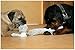 PAWZ Road Dog Chew Toy No Stuffing Squeaky Dog Toy 3 PCS Durable Dog Plush Toy