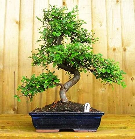 Abana Homes Ulmus Bonsai Plants Real for Home with Pot, 9 Yrs Old 35cm