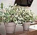 Santino Self Watering Planter Latina 6.9 Inch Jade Indoor/Outdoor Flower Pot with Bottom Watering and Water Level Indicator for All Plants, Flowers, Herbs