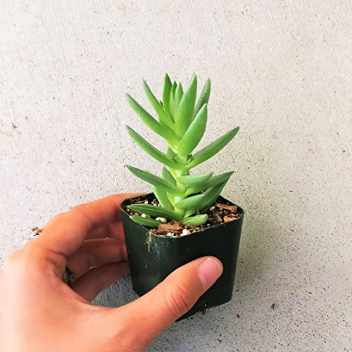 Crassula Capitella Red Pagoda Shark Tooth Plant Colorful Succulent (2 inch Bare Root) - Thumbnail 7