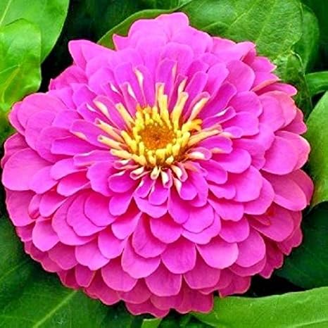 Amazon Co Jp 種子の花ジニアエレガンスの夢 ウクライナからオリジナルをカットする ホーム キッチン