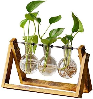 Simple Glass Vase Set, Water Plant Vase, Home Decor, Office Decor, Terrarium, Water Plant Planter
