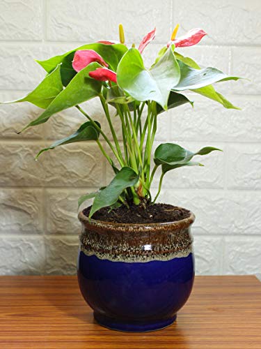 Rolling Nature Exotic Anthurium Red Plant in Blue Drip Glazed Pitcher Ceramic Pot