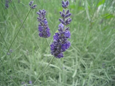 Amazon Co Jp ラベンダー ソーヤーズ Lavender Sawyers 10 5センチポット 苗セット アロマ パープル ハーブ 苗 セット 宿根草 耐寒性 耐暑性 多年草 ホーム キッチン