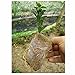 200 Pieces Biodegradable Non-Woven Nursery Bags Plant Grow Bags Fabric Seedling Pots, White