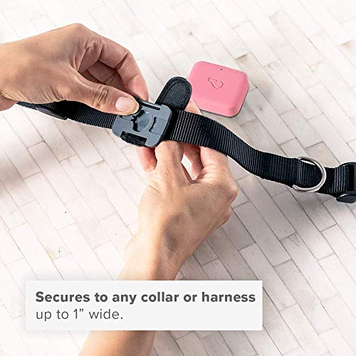 Whistle GO 2-Pack (Taupe/Blue)