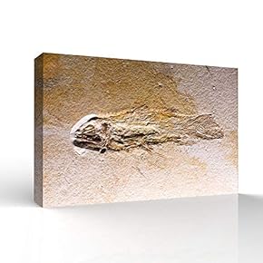 Vintage Animal Fish Fossil Living Room Poster